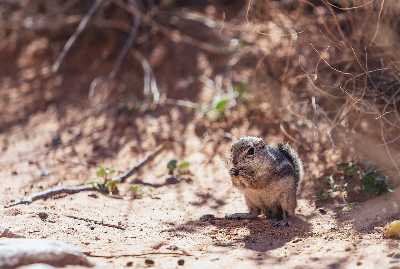 Fighting Extinction: Is Cloning the Answer?